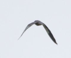 Falco amurensis