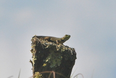 Sceloporus formosus