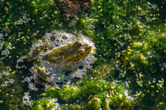 Pelophylax kurtmuelleri