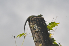 Sceloporus formosus