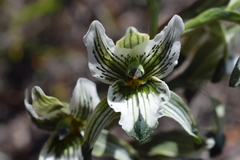 Chloraea bletioides