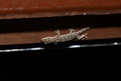Gekko japonicus