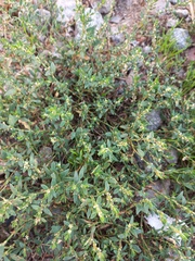 Polygonum aviculare