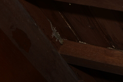 Gekko japonicus