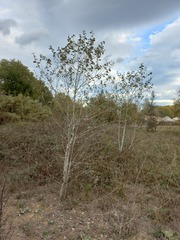 Populus alba