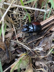 Typhaeus typhoeus