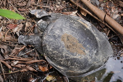Amyda cartilaginea