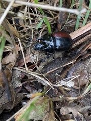 Typhaeus typhoeus