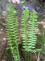 Polystichum hancockii