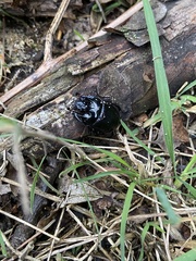 Typhaeus typhoeus