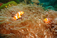 Amphiprion ocellaris