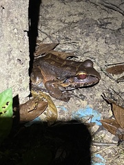 Leptodactylus knudseni
