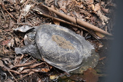 Amyda cartilaginea