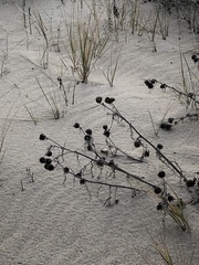 Cirsium pitcheri