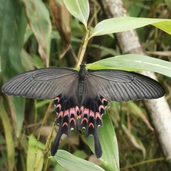 Papilio macilentus