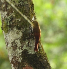 Sittasomus griseicapillus