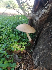 Volvariella
