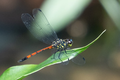 Agrionoptera insignis