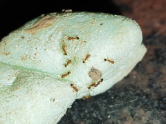 Pheidole
