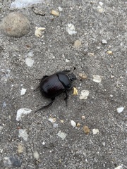 Typhaeus typhoeus