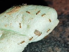 Pheidole