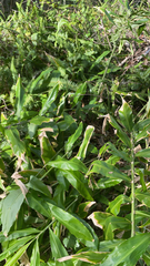 Hedychium gardnerianum