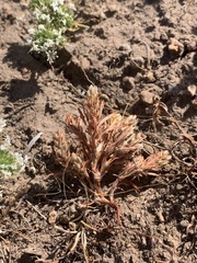 Polygonum polygaloides