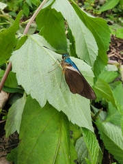 Astraptes