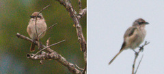 Lanius isabellinus