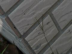 Digitaria sanguinalis