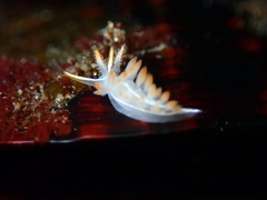 Coryphella trilineata