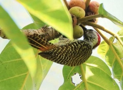 Chloropicus fuscescens