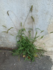 Setaria verticillata