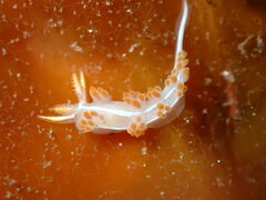 Coryphella trilineata