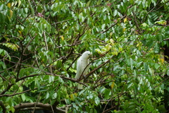 Cacatua goffiniana