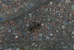 Elasmolomus squalidus