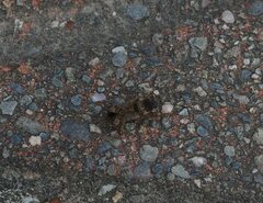 Elasmolomus squalidus