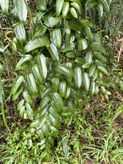 Smilax lanceifolia