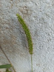 Setaria verticillata