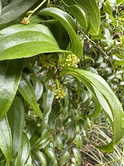 Smilax lanceifolia