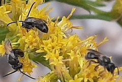 Lasioglossum fuscipenne