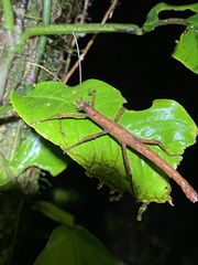 Creoxylus