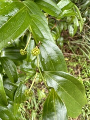 Smilax lanceifolia