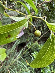 Smilax lanceifolia