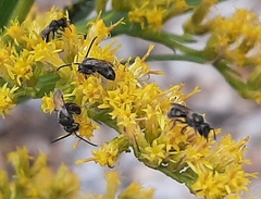 Lasioglossum fuscipenne