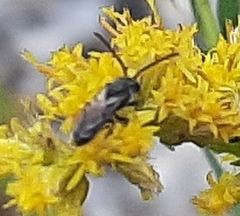 Lasioglossum fuscipenne