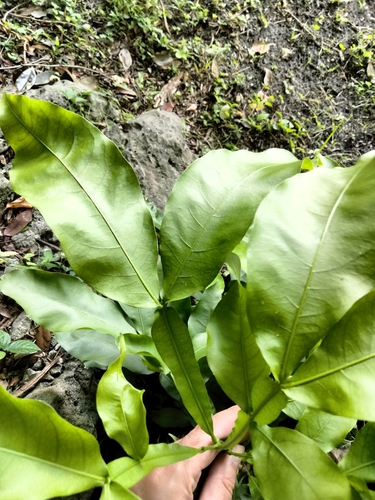 Spanish lime (Melicoccus bijugatus)