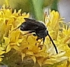 Lasioglossum fuscipenne