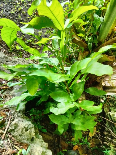 Melicoccus bijugatus - Whole tree
