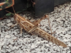 Schistocerca gregaria